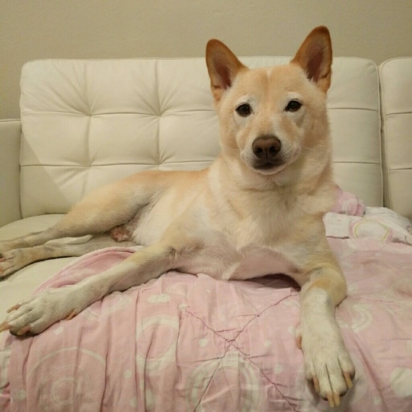 SEUM Black Milk Mickey Film Zoetrope Skater - Picture 4 of 4