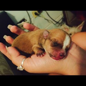 Meet your Posher, Amalia