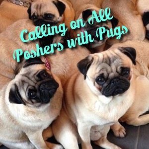 Poshers with Pugs