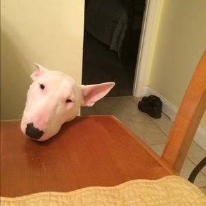 Meet your Posher, Stacey