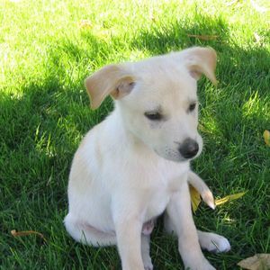 Meet your Posher, Annie
