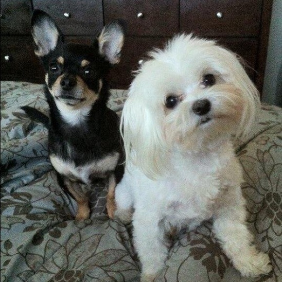 Meet your Posher, Ileana!💋✌🏼️ - Picture 3 of 10