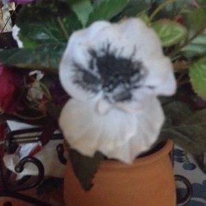 Meet your Posher, Eileen