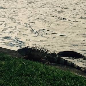 Meet your Posher, Alan