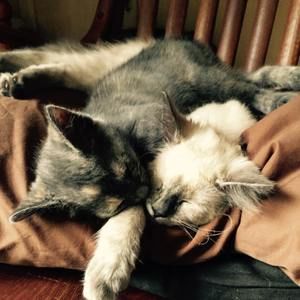 Meet your Posher, Laci