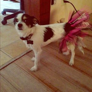 Small dog tutu