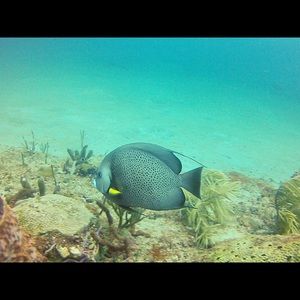 Meet your Posher, Nicci