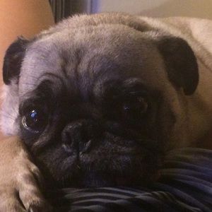 Meet your Posher, Ann