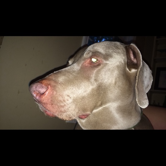 Meet your Posher, Grace - Picture 1 of 1