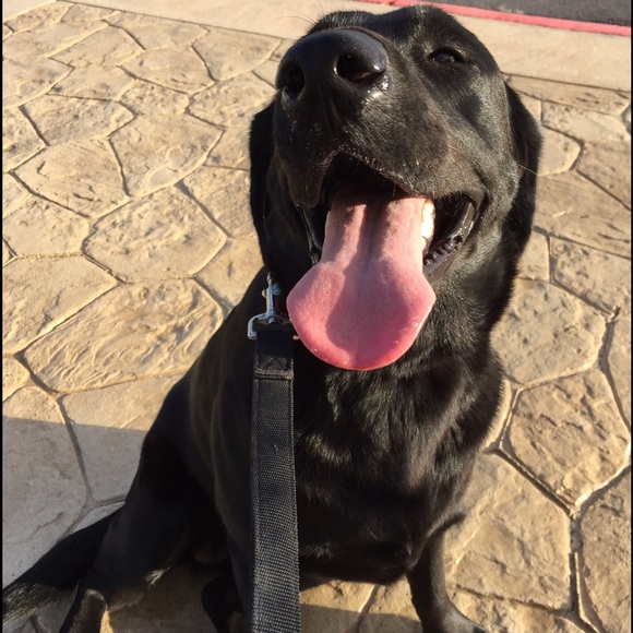 Meet your Posher, Crystal - Picture 2 of 2