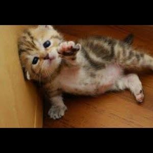 Meet your Posher, Joan