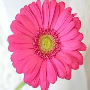 Meet your Posher, Jane