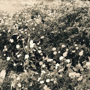 Meet your Posher, Alisha