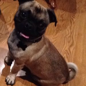 Meet your Posher, Daisy