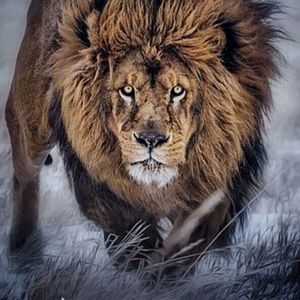 Meet your Posher, Frank