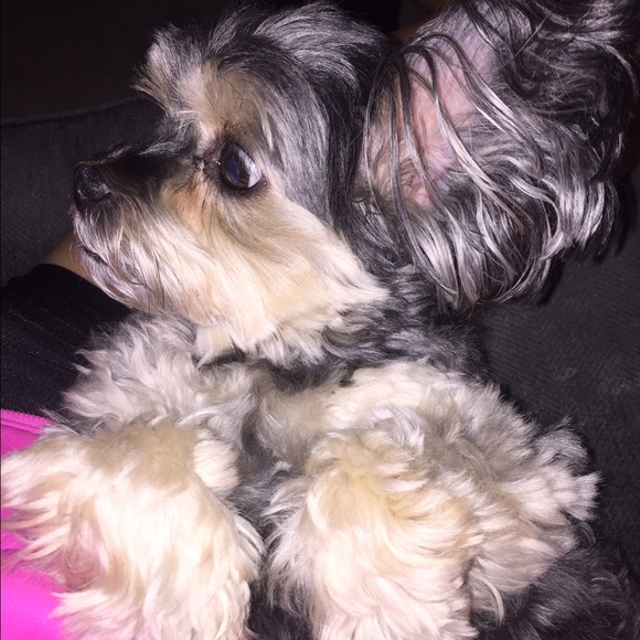 Meet your Posher, Sidney - Picture 1 of 1