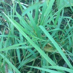 Meet your Posher, Isaac