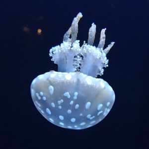 Meet your Posher, Drazenka