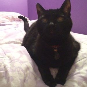 Meet your Posher, Abbey