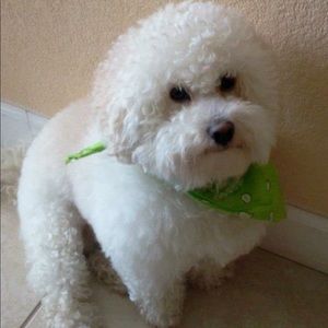 Meet your Posher, Luis m