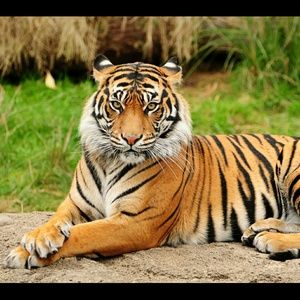 Meet your Posher, Jerryline