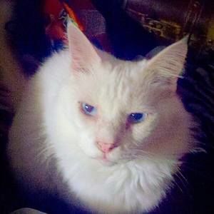 Meet your Posher, Toni