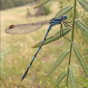 Meet your Posher, Sue