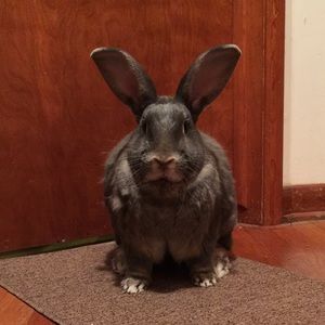 Meet your Posher, Laura