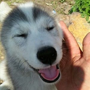 Meet your Posher, Peter