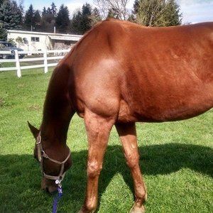 Meet your Posher, Betty