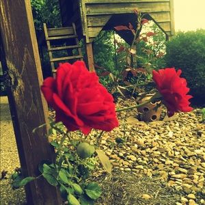 Meet your Posher, Casandra