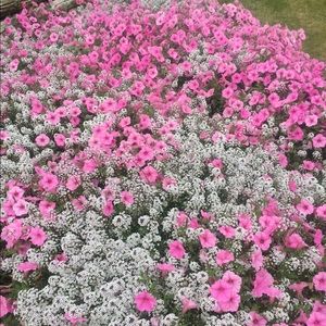 Meet your Posher, Rhonda