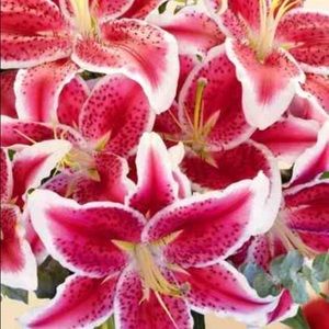 Meet your Posher, Wendy