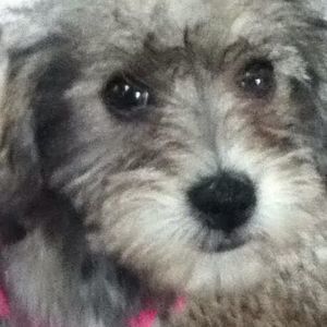 Meet your Posher, Carol