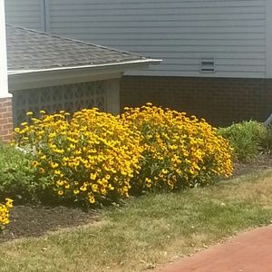 Meet your Posher, Hattie