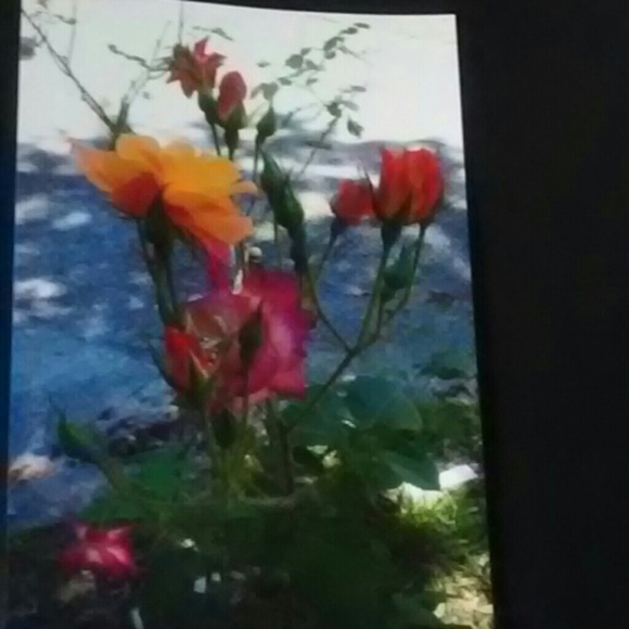 Rose n Hand