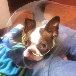 Meet your Posher, Susan