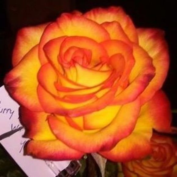 Meet your Posher, Valerie - Picture 1 of 1