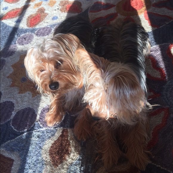 Meet your Posher, Jessica - Picture 2 of 2