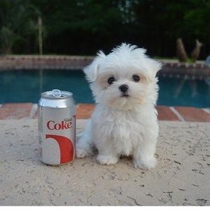 Meet your Posher, Sade