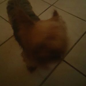 Meet your Posher, Amarilys