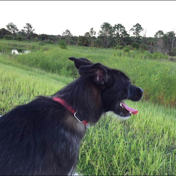 Meet your Posher, Billy - Picture 1 of 1