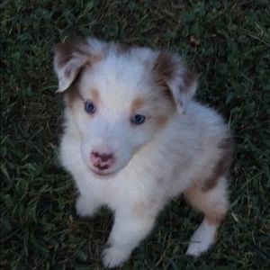 Meet your Posher, Larken