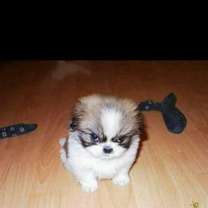 Meet your Posher, Jeanette