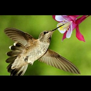 Meet your Posher, Ariel