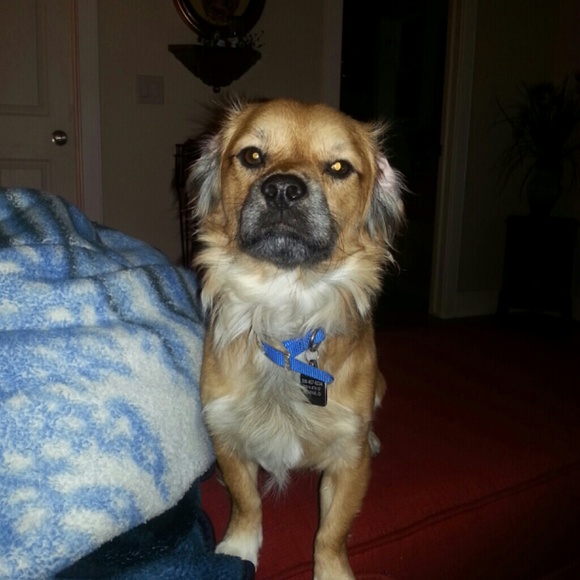 Meet your Posher, Keira - Picture 1 of 1