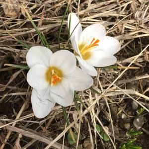 Meet your Posher, Brenda