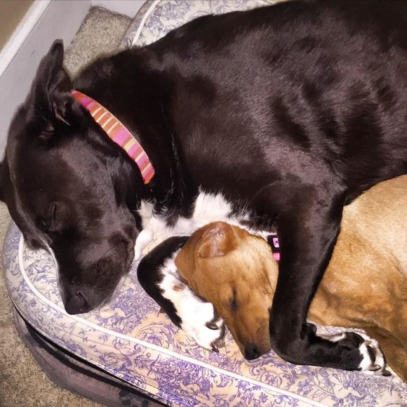 Meet your Posher, Miari