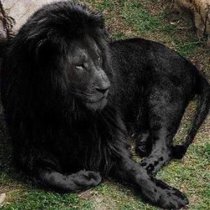 Meet your Posher, Rainyda