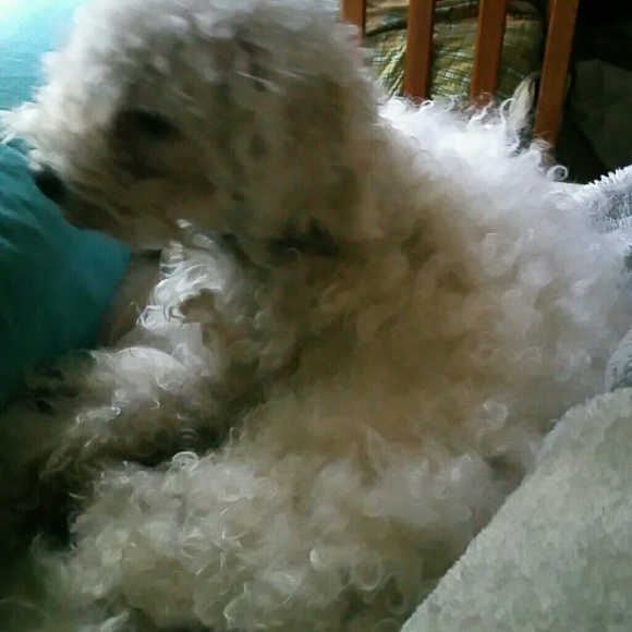 Meet your Posher, Alma